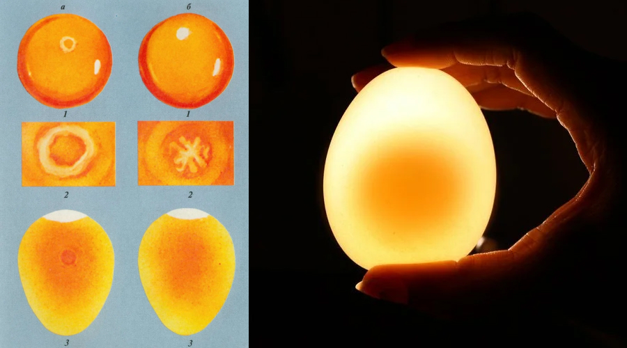магия яйца, яйцо магический предмет, народная магия, как вкатать худо яйцом, обряд выкатывания, выкатывание яйцом
